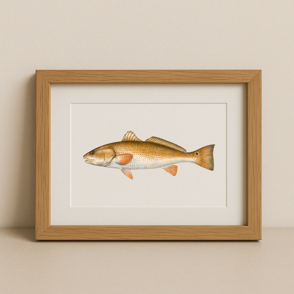 The Redfish – Inshore Fish Identifier Print