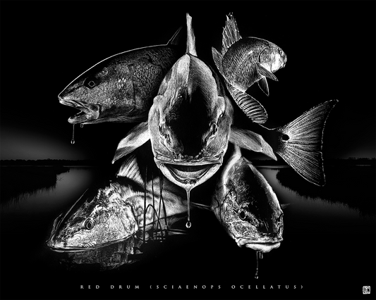 Red Drum Collage – 8x10 Print (Visual-Ly)