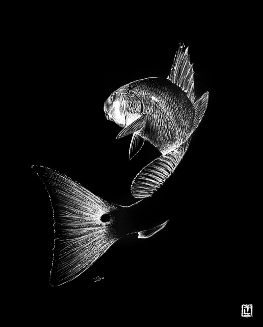 Redfish Tail Whip – 8x10 Print (Visual-Ly)