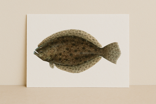 The Flounder – Inshore Fish Identifier Print