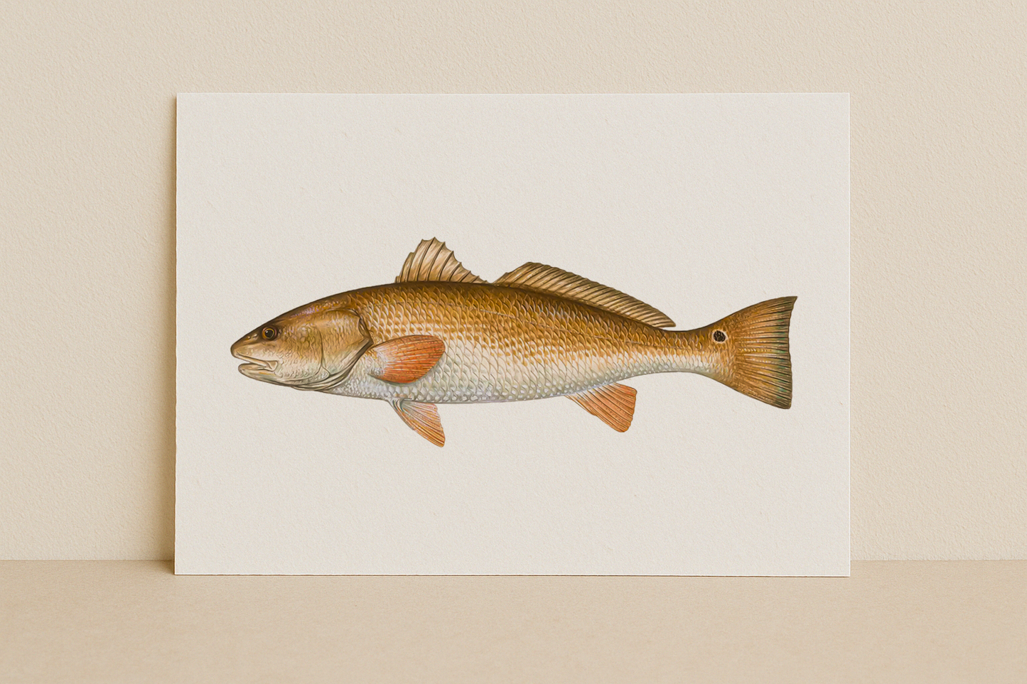 The Redfish – Inshore Fish Identifier Print