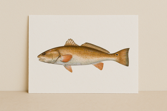 The Redfish – Inshore Fish Identifier Print
