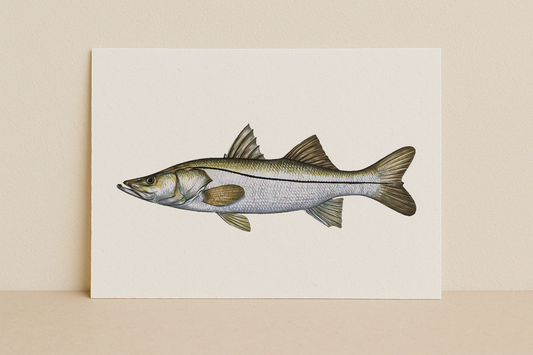 The Snook – Inshore Fish Identifier Print