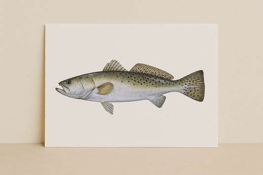 The Speckled Trout – Inshore Fish Identifier Print